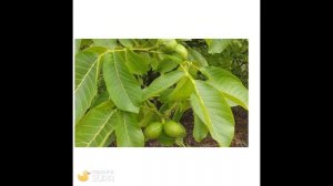 ЛУЧШИЕ САЖЕНЦЫ ОТ КУЧЕРЕНКО!!! #сад #огород #дача #сажен?