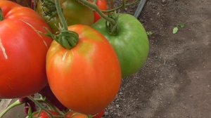 ТОМАТ ВОВА ПУТИН. ОБЗОР В ТЕПЛИЦЕ. Ольга Чернова.