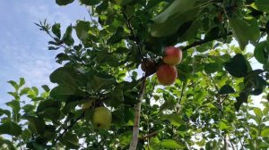 Яблоня Хоней Крисп/Honey Crisp 14.09.2023