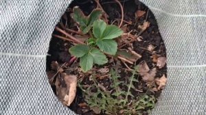 3 причины, почему сохнут листья клубники весной #клубн?