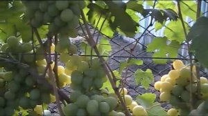 Вянут Ягоды Винограда - Причины??