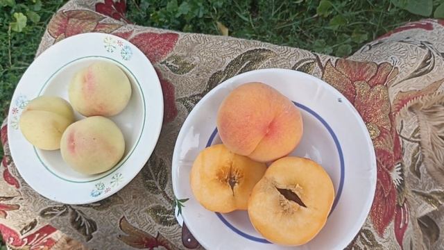 Огляд персика Вайн Голд - Білий Лебідь смотреть онлайн