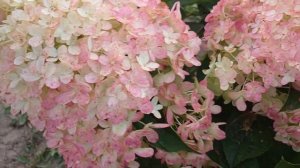 Гортензия Разбери пинк. Очень красивый , компактный и ?