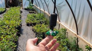 Туман в теплице своими руками.