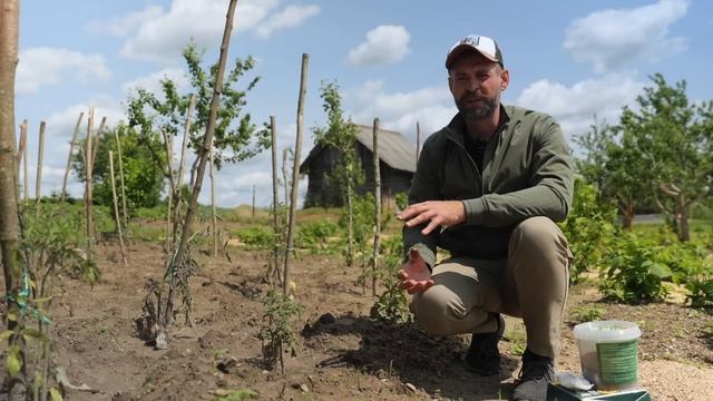 ТОМАТЫ НУЖДАЮТСЯ В ПОМОЩИ. Подкормка томатов в открыт? смотреть онлайн