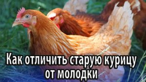Как отличить старую курицу от молодки способы определения молодой курицы