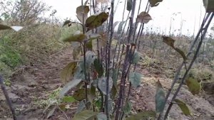 Осеннее отделение клоновых подвоев на примере подвоя