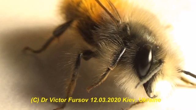 Чем Отличается Удивительная Одиночная Пчела Листорез смотреть онлайн