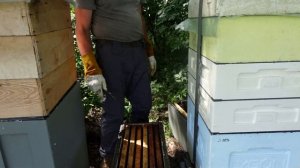 философия  6-ти рамочного улья ,4 замена матки