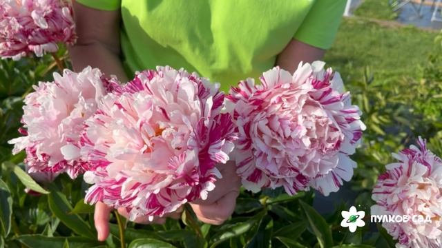 Independence Day peony. Индипенденс Дэй пион. Пулков сад (2025 г.) смотреть онлайн