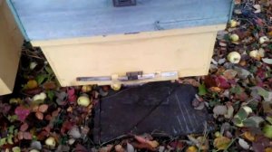 Для пчеловодства. Подготовка пчёл к зимовке. Мёд 2020 го?