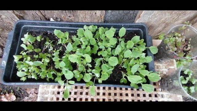 Высадила капусту в открытый грунт.Саженцы яблони и гр? смотреть онлайн