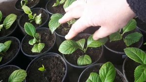 Гортензия крупнолистная.  Второе черенкование зелены?