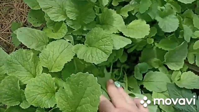 ПРОФИ РЕДИС И ОГУРЦЫ ВАЦАП //ТЕЛЕГА 89152458159 ДЛЯ КАТАЛОГА смотреть онлайн