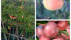 Яблоня плодовая Богатырь-Спартан 🌿 обзор: как сажать,