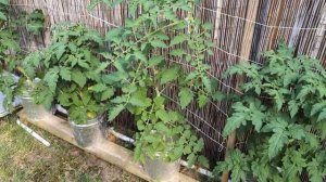 Новый сезон выращивания овощей на гидропонике