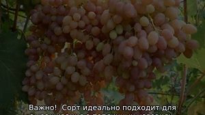 Виноград Тасон