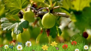 Крыжовник обыкновенный Малахит 🌿 Обзор: посадка и ух?