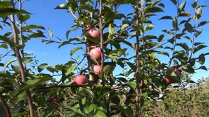 Яблоня ФЛОРЕНЦИЯ: высокоустойчивый сорт со сладкими п