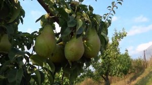 Груша ДИРЕКТОР АЛЬФАН (ЗИМНЯЯ СКАЗКА) /плодоношение на