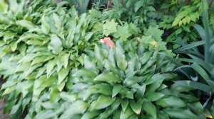 6 июня 2025 г.Цветение турецкой гвоздики