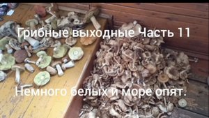 Грибные выходные ( часть 11) немного белых и море опят.