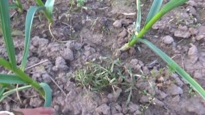 Как сработал гербицид на посадках чеснока