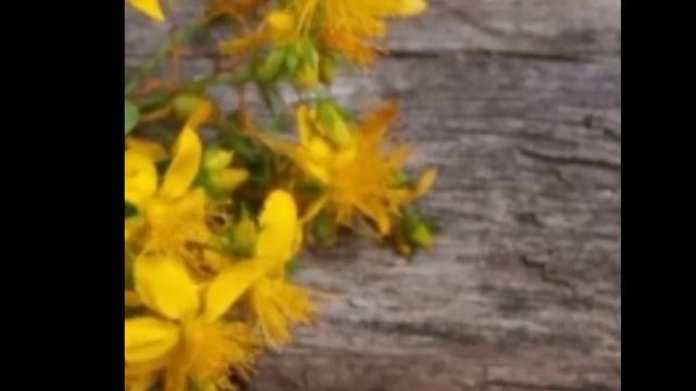 зверобой интересные факты и описание🌱🦋опасное раст смотреть онлайн