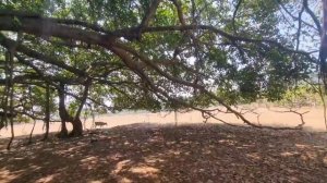 Самое  большое  дерево  в мире!  Дерево - лес. Святое дер?