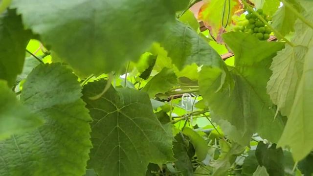 Как получить ЗДОРОВЫЙ , УРОЖАЙНЫЙ ВИНОГРАД без вредно смотреть онлайн