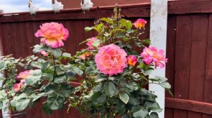 Обзор розы Горджес на штамбе — Датская красавица из п?