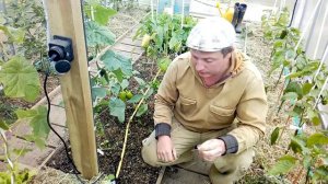 Капельный полив своими руками из садового шланга!!!