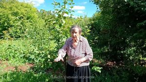 Яблоня.  Посадка яблони.  Выбираем правильное место.