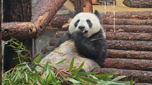 Панда Катюша из Московского зоопарка / Giant Panda Katyusha from Mo