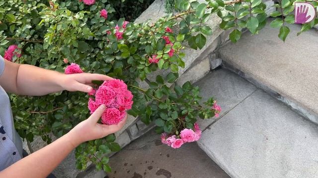 Видео журнал "PRO·ЦВЕТНИКИ" №6 - РОЗЫ в изящном окружени? смотреть онлайн