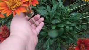 Укроп в теплице,ждем миллион зелени)))