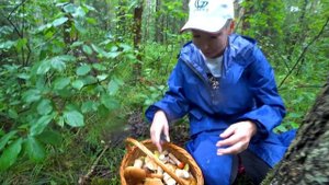 Белые Грибы После Дождей, Атаковали Лес. Грибники В ШО?