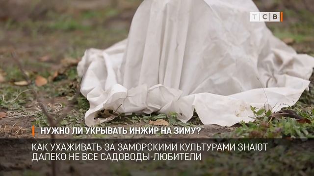 Нужно ли укрывать инжир на зиму? смотреть онлайн