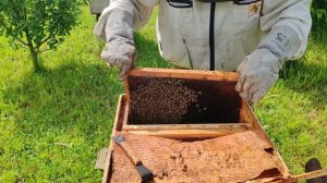 Маленький рой пчел. Последовал совету пчеловода. #пчел