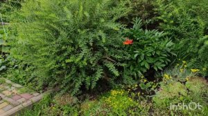 🌺🌺🌺Мой красивый сад