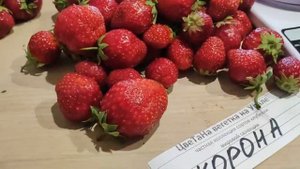 Корона - сорт клубники с непревзойденным вкусом и прос