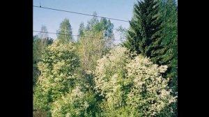 Дуэт ''Сладка ягода'' - Под окном черёмуха колышется