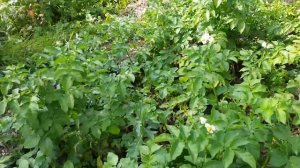 Правильное земледелие Плодородие почвы Без расходов ?