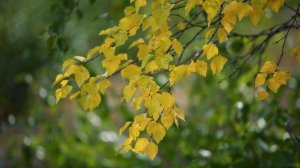 ЯМБУРГ ДЗЕН №24 /  Осенняя тундра это - грибы и ягоды, ку?