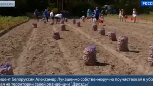 Лукашенко с сыном копает картошку Новости 17 08 2015