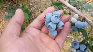 Развитие плантации, бассейн и щепа под голубику