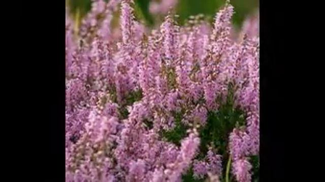 Самый полезный мед наших краев. Настоящий мед. смотреть онлайн