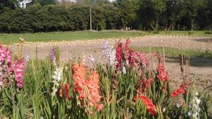 Цветут гладиолусы в Ботаническом саду, август 2025 г