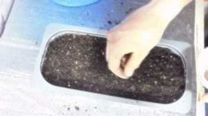 посев клубники семенами сорта альбион