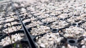 ПОСЕВ 2024г-ПОСЕВ СЕМЯН ХВОЙНЫХ В КАССЕТЫ ДЛЯ ПОЛУЧЕНИЯ